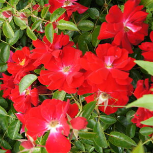 oc@2N劔c@}Ci[tFA@@4@