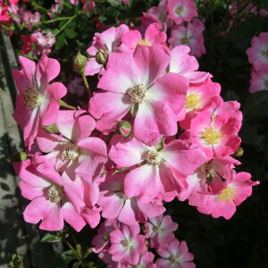 oc@2N劔c@un[g@VCjOiIWij@ց@4@