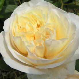 楽天市場 バラ ヘルシューレンの通販