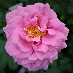 oc@2N劔c@joX@OCX@ց@4@