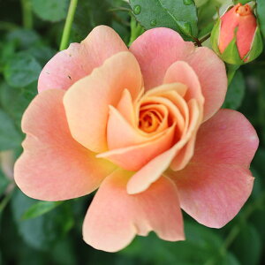 oc@2N劔c@s[`o@hBbN@4@