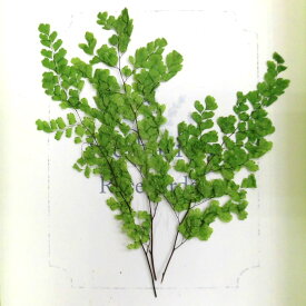 楽天市場 ハーバリウム ドライフラワー 種類 植物 アジアンタム プリザーブドフラワー 花 観葉植物 花 ガーデン Diyの通販
