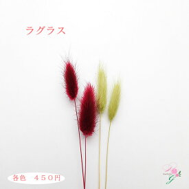 楽天市場 ドライフラワー ラグラスの通販