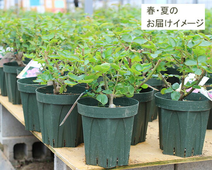 楽天市場 バラ苗 紅玉 こうぎょく 国産大苗オリジナル角鉢7号返り咲き小輪 つるバラ Cl 赤系 禅ローズ バラ専門店 ザ ローズショップ