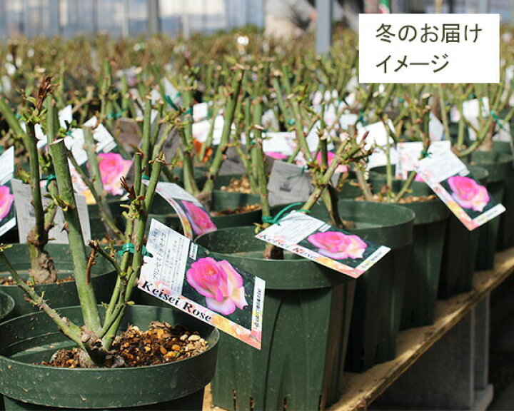 楽天市場 バラ苗 紅玉 こうぎょく 国産大苗オリジナル角鉢7号返り咲き小輪 つるバラ Cl 赤系 禅ローズ バラ専門店 ザ ローズショップ 楽天市場 バラ苗 紅玉 こうぎょく 国産大苗オリジナル角鉢7号返り咲き小輪 つるバラ Cl 赤系 禅ローズ バラ専門店 ザ ローズショップ
