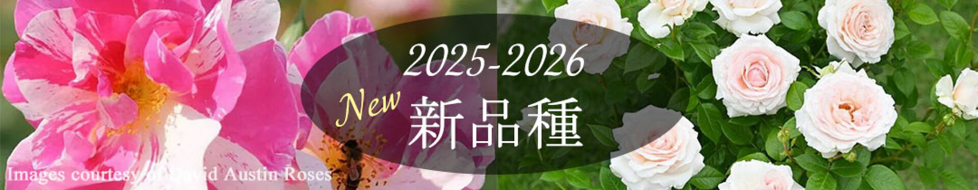 バラ苗2025-2026年新品種トップページ