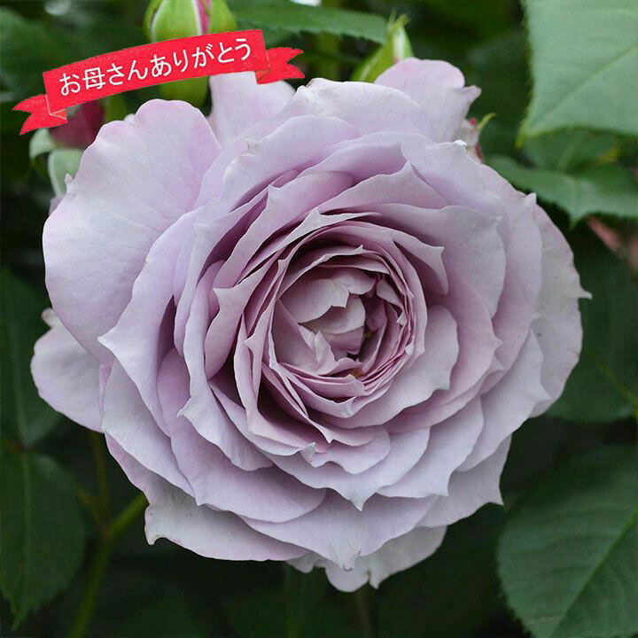 楽天市場】【母の日ギフト】蕾・花付きバラ苗「ノヴァーリス」 / 送料 