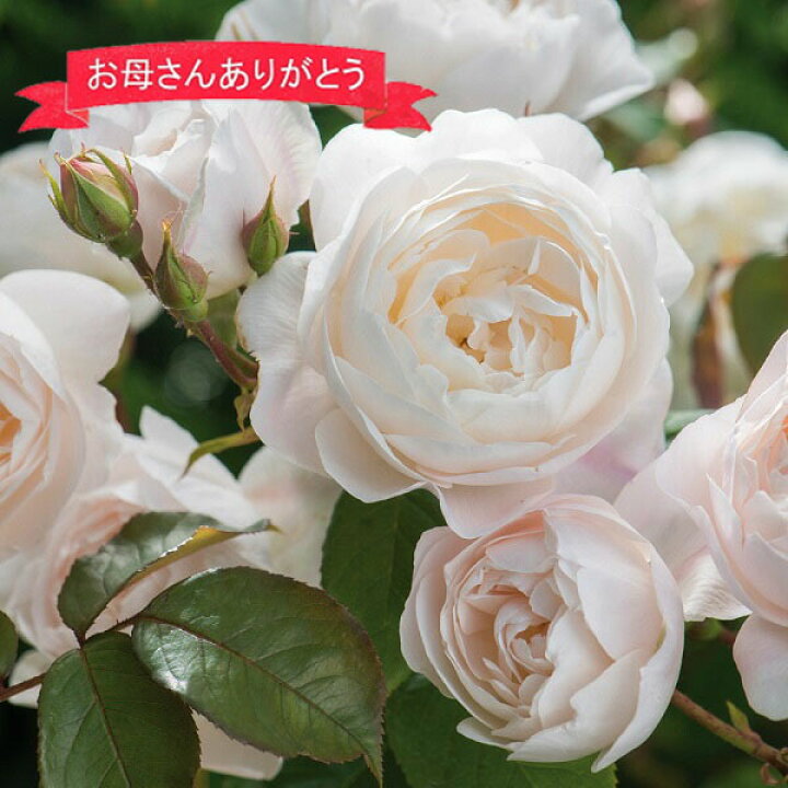 楽天市場 母の日ギフト 蕾 花付きバラ苗 人気のイングリッシュローズ デスデモーナ 送料無料 ラッピング付き 品種指定 5月5日 8日の間にお届け 母の日の贈り物22 バラ専門店 ザ ローズショップ