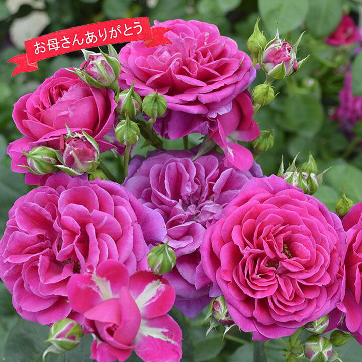 楽天市場】【母の日ギフト】蕾・花付きバラ苗「スピネル」 / 送料無料 