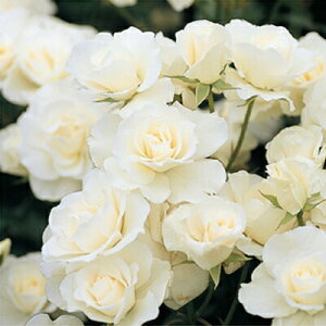 [󂠂] oc yACXo[Oz (AEgbgc) to_ lG炫  n RfX Yc 6Xbg