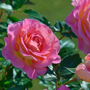 \c oc ysNp_CXz (c) nCubheB[ lG炫  sNn fo[ Yc 6pp   aCɋ ϕa y2026N2{zz