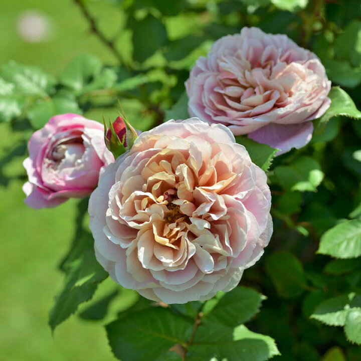 楽天市場 バラ苗 ラテラス 国産新苗植え替えドリュオリジナル角鉢6号 四季咲き中輪 複色系 フレンチローズ ドリュ バラ専門店 ザ ローズショップ