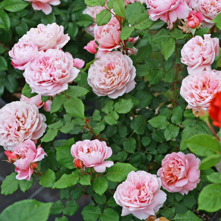 バラ苗 エルミタージュ 国産新苗植え替えオリジナル角鉢6号 四季咲き中輪 バラ苗 エルミタージュ 国産新苗植え替えオリジナル角鉢6号 四季咲き中輪