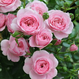 楽天市場 ピンク カップ咲きの通販