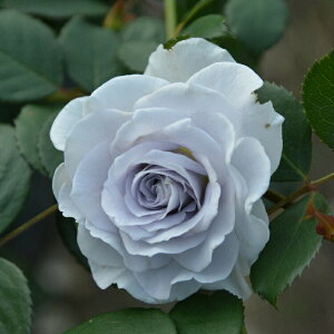 \c oc yu[OreB[z (c) to_ lG炫  n F u[ TIGeBX Yc 6pp y2026N2{zz