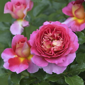 �\��c �o���c �y�G�X�v���h�D�p���z (��c) �n�C�u���b�h�e�B�[ �l�G�炫 ��� ���F�n �s���N�n �f���o�[�� ���Y�c 6����p�p�� ���� �y2026�N2����{�����z���z