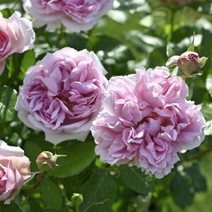 \c oc y[YAglbgz (c) Vu 鐫 lG炫  sNn fo[ Yc 6pp  y2026N2{zz