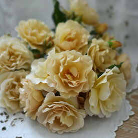 予約苗 バラ苗 【ラブロッシュ】 (大苗) シュラブ 半つる性 返り咲き 中輪 黄色系 河本バラ園 ローズドゥメルスリー 国産苗 6号専用角鉢 【2026年2月上旬順次配送】