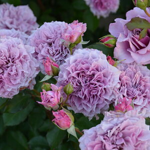 \c oc yRNCz (c) to_ lG炫  n TIGeBX vObVI Yc 6pp  aCɋ ϕa y2026N2{z