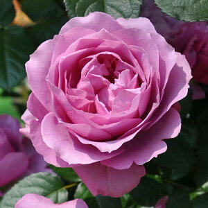 \c oc yVNXz (c) Vu 鐫 lG炫  n TIGeBX vObVI Yc 6pp  aCɋ ϕa y2026N2{z