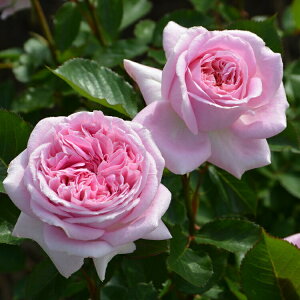 \c oc yA[mbNXz (c) nCubheB[ lG炫  sNn TIGeBX vObVI Yc 6pp   aCɋ ϕa y202