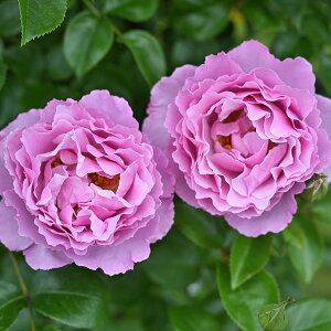 \c oc yALTh_rbhj[z (c) Vu 鐫 lG炫  sNn fo[ Yc 6pp  aCɋ ϕa y2026N2{z