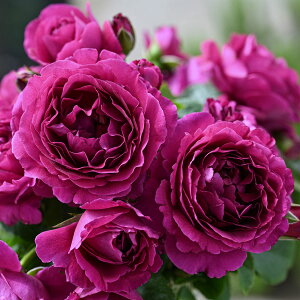 \c oc y^fX[Yz (c) Vu 鐫 lG炫  Ԍn n fo[ Yc 6pp  y2026N2{zz