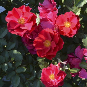 \c oc ypԓ` g (ӂł Ȃ)z (c) to_ lG炫  Ԍn TIGeBX vObVI Yc 6pp  aCɋ ϕa y2026