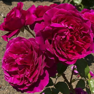 \c oc y ()z (c) to_ lG炫  Ԏn ͖{o ؍GB Yc 6pp  y2026N2{zz