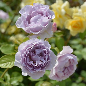 \c oc yJ~[z (c) Vu 鐫 Ԃ炫  n TIGeBX vObVI Yc 6pp y2026N2{zz