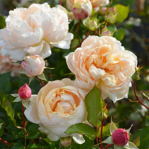 \c oc yVp[jz (c) to_ lG炫  IWn TIGeBX vObVI Yc 6pp   aCɋ ϕa Ϗ 