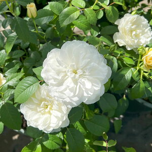 yubNtCf[ |Cg10{Iz \c oc yGg[uz (c) Vu 鐫 lG炫  n N[Fn ͖{o [YhDX[ Yc 6p