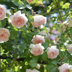 \c oc ytVXo[lbgz (c) Vu 鐫 JԂ炫  sNn TIGeBX vObVI Yc 6pp  aCɋ ϕa y2026