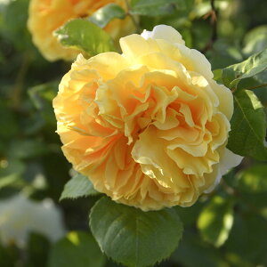 \c oc yqgz (c) Vu 鐫 lG炫  Fn TIGeBX vObVI Yc 6pp  aCɋ ϕa Ϗ y2026N2{