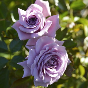 \c oc yG^[z (c) Vu 鐫 JԂ炫  n TIGeBX vObVI Yc 6pp  aCɋ ϕa Ϗ y2026N2