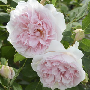 \c oc yChCwuz (c) Vu 鐫 lG炫  sNn TIGeBX vObVI Yc 6pp  aCɋ ϕa y2026N2{