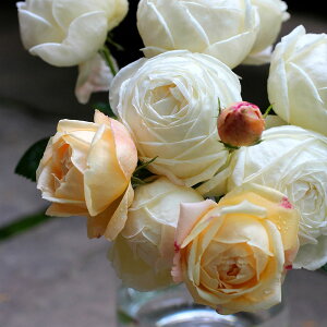 \c oc y}h[ktFCGz (c) Vu 鐫 Ԃ炫  n M[ Yc 6p y2026N2{zz