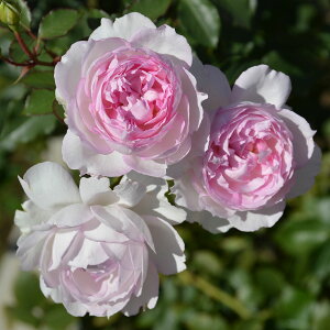 �\��c �o���c �y�}�[�T�z (��c) �V�����u ���鐫 �l�G�炫 ���� �s���N�n ���T�I���G���e�B�X �v���O���b�V�I ���Y�c 6����p�p�� ���� �a�C�ɋ��� �ϕa������ �y2026�N2����{�����z���z