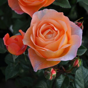 \c oc yrz (c) Vu lG炫  IWn TIGeBX vObVI Yc 6pp   aCɋ ϕa y2026N2{zz