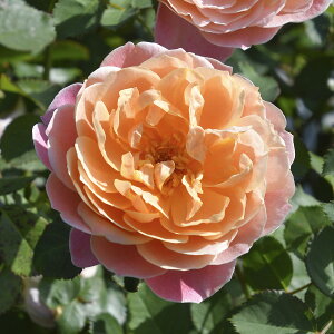 \c oc y^yXg[z (c) to_ lG炫  IWn TIGeBX vObVI Yc 6pp  aCɋ ϕa Ϗ y2026N2