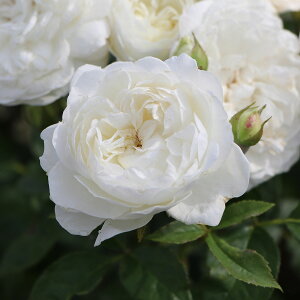 \c oc ygjeBz (c) Vu 鐫 lG炫  n TIGeBX vObVI Yc 6pp   aCɋ ϕa y2026N2{