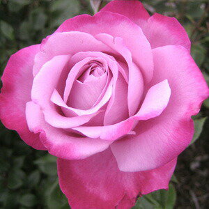 楽天市場 アウトレット 苗b バラ苗 ブルーリバー6号スリット鉢ハイブリッドティー Ht 四季咲き大輪 紫系 バラ専門店 ザ ローズショップ