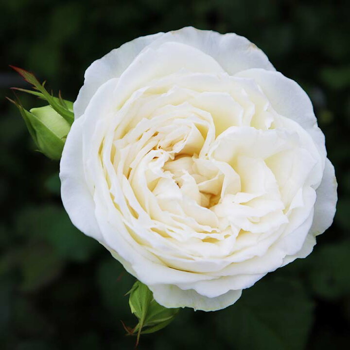 楽天市場 バラ苗 シェドゥーブル 大苗7号専用角鉢入 白系 Rose For You 購入特典 ぼかし肥料1kg付き バラ専門店 ザ ローズショップ 楽天市場 バラ苗 シェドゥーブル 大苗7号専用角鉢入 白系 Rose For You 購入特典 ぼかし肥料1kg付き バラ専門店 ザ ローズショップ