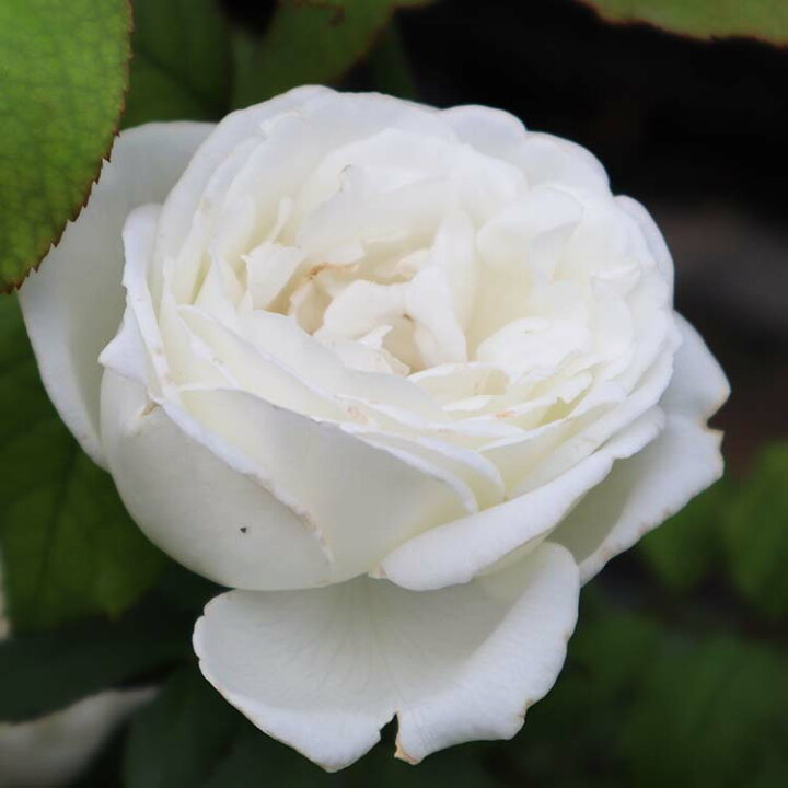 楽天市場 バラ苗 シェドゥーブル 大苗7号専用角鉢入 白系 Rose For You 購入特典 ぼかし肥料1kg付き バラ専門店 ザ ローズショップ 楽天市場 バラ苗 シェドゥーブル 大苗7号専用角鉢入 白系 Rose For You 購入特典 ぼかし肥料1kg付き バラ専門店 ザ ローズショップ