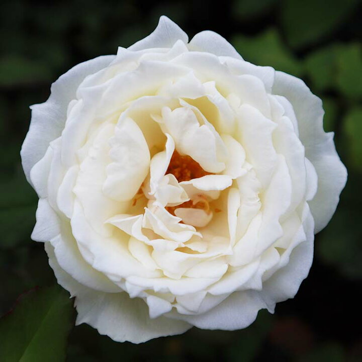 楽天市場 バラ苗 シェドゥーブル 大苗7号専用角鉢入 白系 Rose For You 購入特典 ぼかし肥料1kg付き バラ専門店 ザ ローズショップ 楽天市場 バラ苗 シェドゥーブル 大苗7号専用角鉢入 白系 Rose For You 購入特典 ぼかし肥料1kg付き バラ専門店 ザ ローズショップ