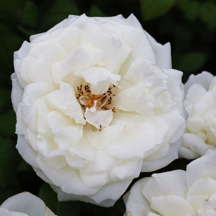 楽天市場 バラ苗 シェドゥーブル 大苗7号専用角鉢入 白系 Rose For You 購入特典 ぼかし肥料1kg付き バラ専門店 ザ ローズショップ 楽天市場 バラ苗 シェドゥーブル 大苗7号専用角鉢入 白系 Rose For You 購入特典 ぼかし肥料1kg付き バラ専門店 ザ ローズショップ