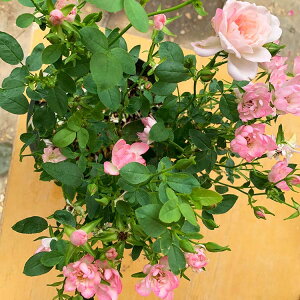 楽天市場 バラ苗 ローズワルツ 大苗7号専用角鉢入 ピンク系 Rose For You 購入特典 ぼかし肥料1kg付き バラ専門店 ザ ローズ ショップ