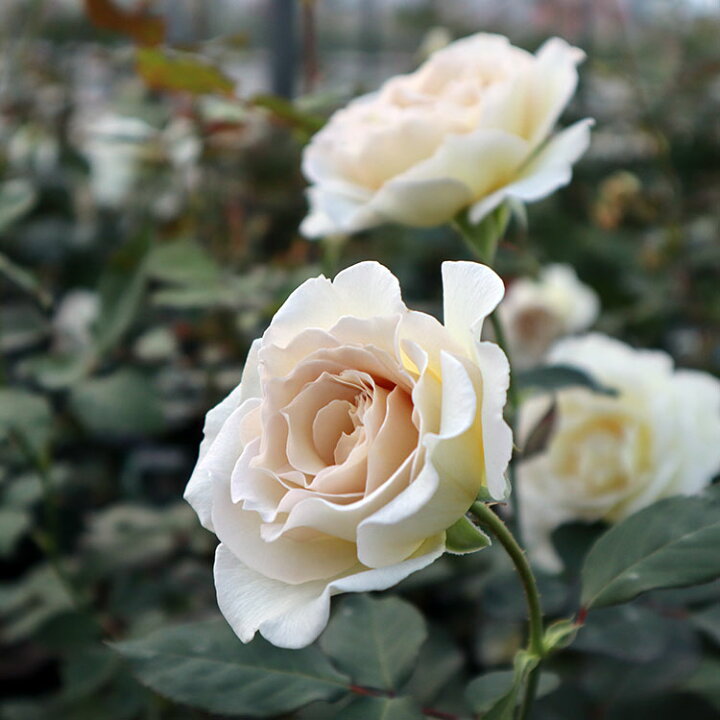 楽天市場 バラ苗 沙紗 サーシャ 新苗植え替え7号専用角鉢入 白系 Rose For You 購入特典 ぼかし肥料1kg付き バラ専門店 ザ ローズショップ