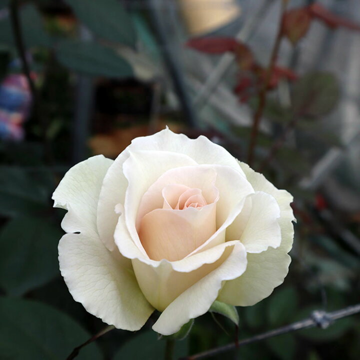 楽天市場】バラ苗 【沙紗(サーシャ)】新苗植え替え7号専用角鉢入 白系 Rose for You(購入特典 ぼかし肥料1kg付き) : バラ専門店 ザ・ローズショップ 楽天市場】バラ苗 【沙紗(サーシャ)】新苗植え替え7号専用角鉢入 白系 Rose for You(購入特典 ぼかし肥料1kg付き) : バラ専門店 ザ・ローズショップ