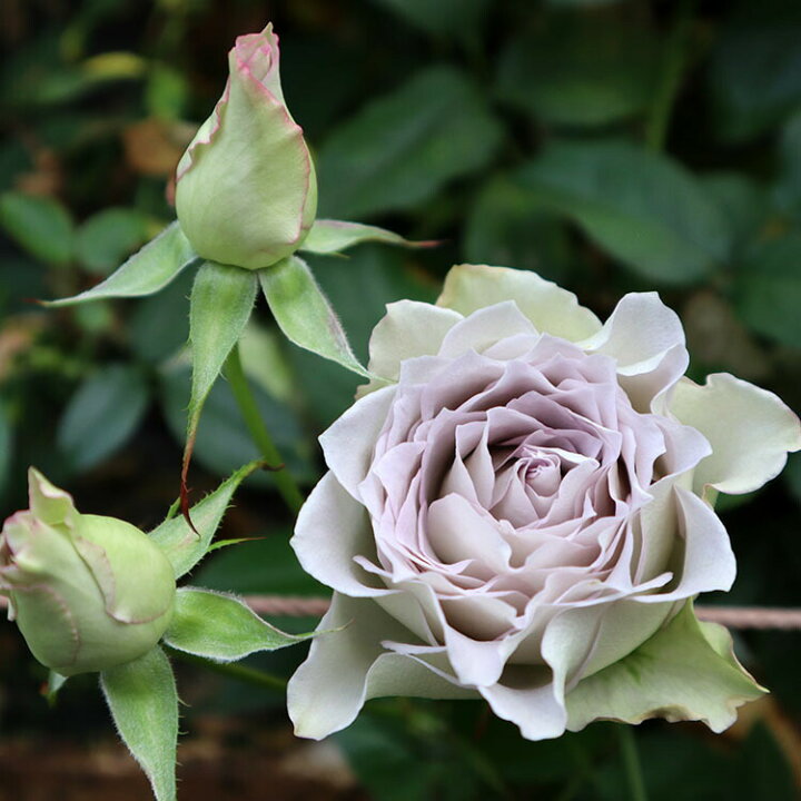 楽天市場 バラ苗 ラピスヴェール 新苗植え替え7号専用角鉢入 紫系 Rose For You 購入特典 ぼかし肥料1kg付き バラ専門店 ザ ローズショップ